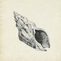Seashell Pencil Sketch II Framed Print