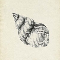 Seashell Pencil Sketch III Framed Print