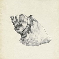 Seashell Pencil Sketch IV Framed Print