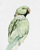 Bright Parrot Portrait II Fine Art Print