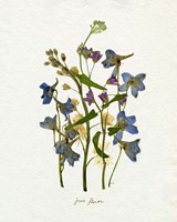 Pressed June Arrangement II Framed Print