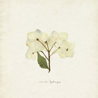 Cornales Hydrangea I Fine Art Print