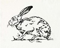 Resting Hare I Fine Art Print