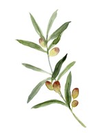 Sweet Olive Branch I Fine Art Print