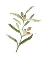 Sweet Olive Branch II Fine Art Print