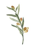 Sweet Olive Branch III Fine Art Print