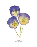 Pressed Violas II Fine Art Print