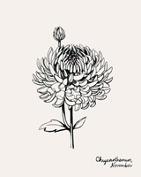 Annual Flowers XI Fine Art Print