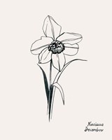 Annual Flowers XII Fine Art Print