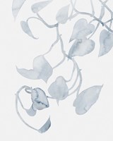 Pothos Penumbra II Framed Print