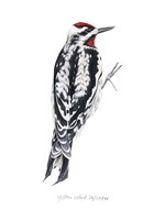 Watercolor Woodpecker I Framed Print