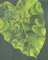 Elephant Ears I Framed Print