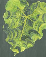 Elephant Ears II Framed Print