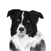 Border Collie II Fine Art Print