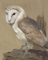 Common Barn Owl Portrait II Fine Art Print