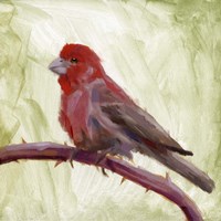 Backyard Birds II Fine Art Print