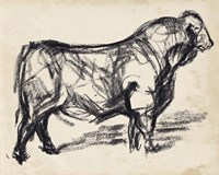 Black Angus I Fine Art Print