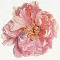 Blossomed Peony I Fine Art Print