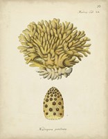 Ecru Coral VIII Fine Art Print