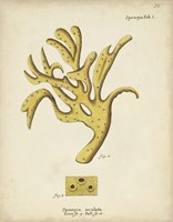 Ecru Coral XII Fine Art Print