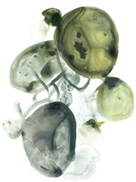 Orbital Lichen II Fine Art Print