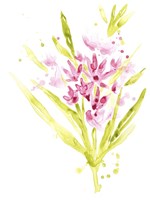 Fuchsia Impulse II Framed Print