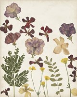 Pressed Flower Arrangement IV Fine Art Print
