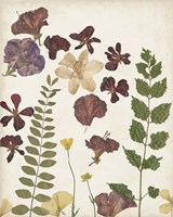Pressed Flower Arrangement VI Fine Art Print