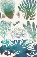 Aquatic Assemblage II Fine Art Print