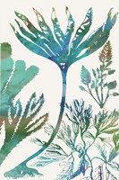 Aquatic Assemblage IV Fine Art Print