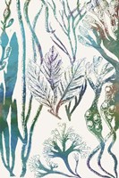 Aquatic Assemblage V Fine Art Print