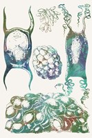 Aquatic Assemblage VI Fine Art Print