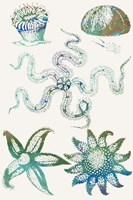 Aquatic Assemblage VII Fine Art Print