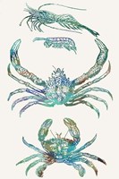 Aquatic Assemblage VIII Fine Art Print