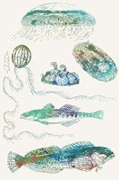 Aquatic Assemblage IX Fine Art Print