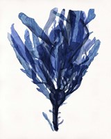 Indigo Ocean IV Framed Print