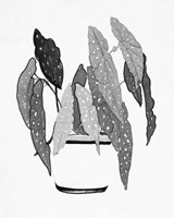 B&W Indoor Plant V Framed Print