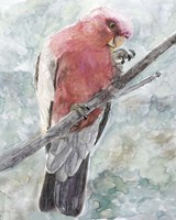 Tropic Parrot I Fine Art Print