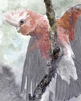 Tropic Parrot II Fine Art Print