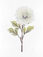 White Blossom I Framed Print