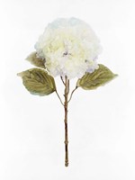 White Blossom III Framed Print