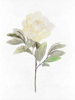 White Blossom V Fine Art Print