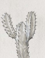 Cactus Study II Framed Print