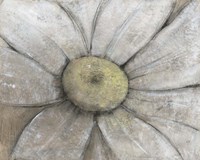 Close-Up Daisy II Framed Print