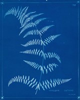 Cyanotype Ferns I Fine Art Print