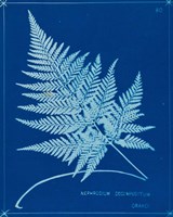 Cyanotype Ferns II Fine Art Print