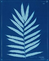Cyanotype Ferns III Fine Art Print