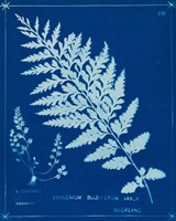 Cyanotype Ferns IV Framed Print