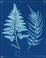 Cyanotype Ferns V Fine Art Print