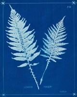 Cyanotype Ferns VI Fine Art Print